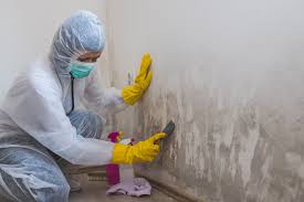 Best Black Mold Removal  in South Huntington, NY